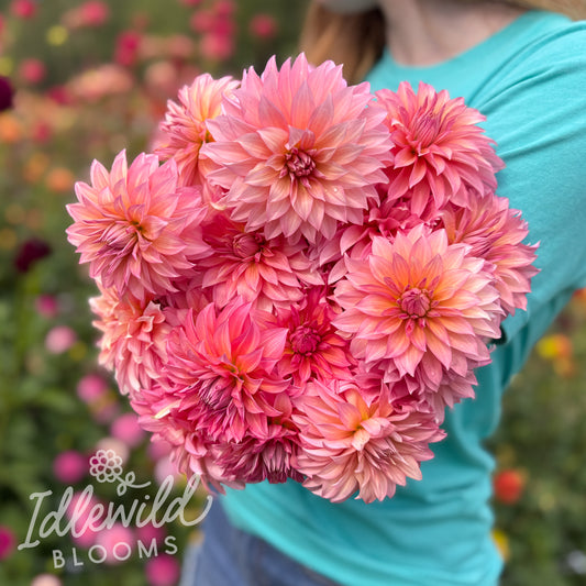 Sandia Ruthie dahlia bouquet, Sandia Ruthie dahlia tubers, Sandia Ruthie dahlia bulbs