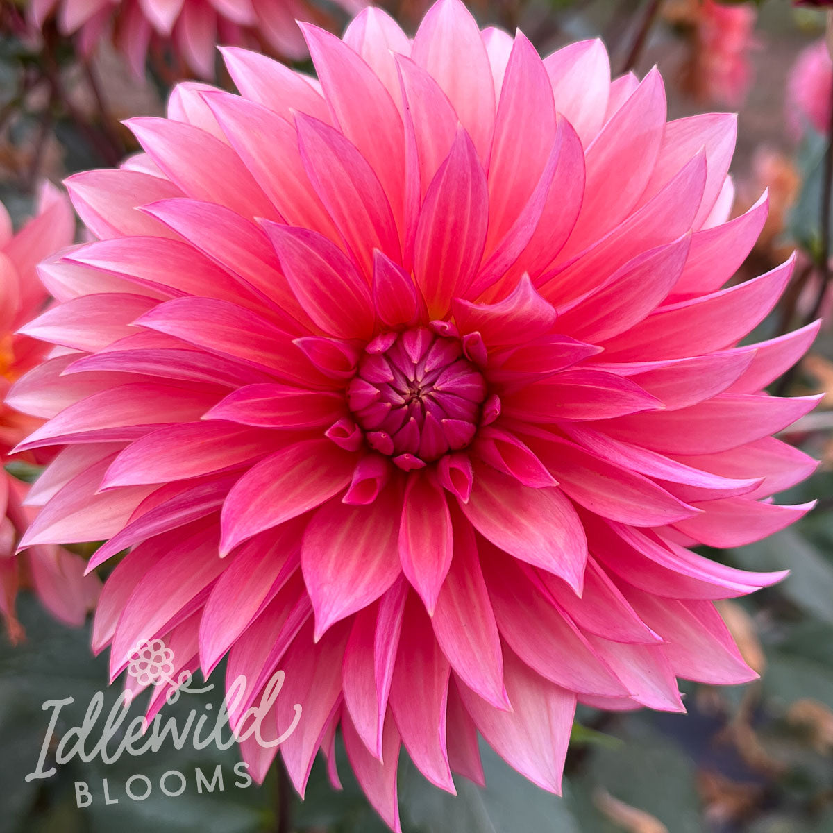 Sandia Ruthie Dahlia Tuber | Sandia Ruthie Flower Bulb & Information