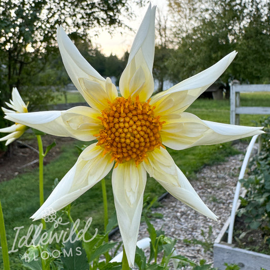 SB's Buttercream dahlia tuber, SB's Buttercream dahlia flower, SB's Buttercream dahlia bulb