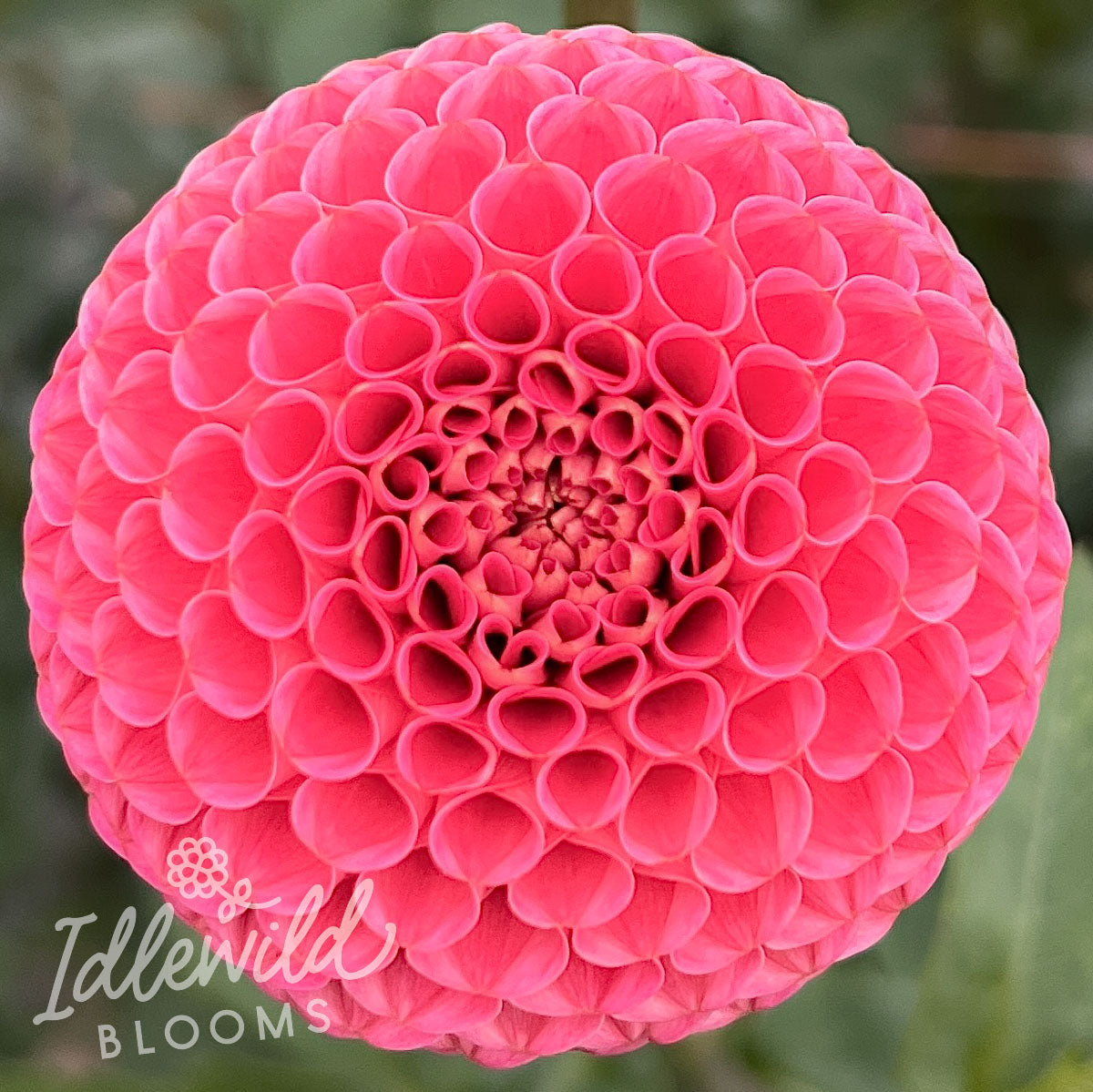 SB's Kristine’s Choice dahlia tuber, SB's Kristine’s Choice dahlia flower, SB's Kristine’s Choice dahlia bulb