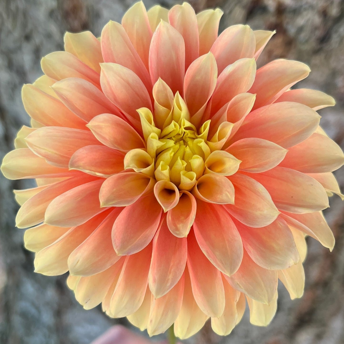 Seabeck's Shirley dahlia bulb, Seabeck's Shirley dahlia flower, Seabeck's Shirley dahlia tuber