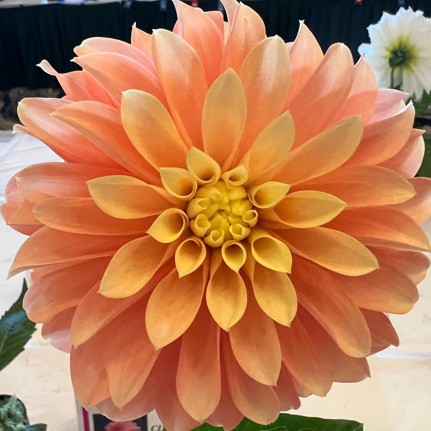 seabecks shirley dahlia tuber, seabecks shirley dahlia bulb, seabecks shirley dahlia flower