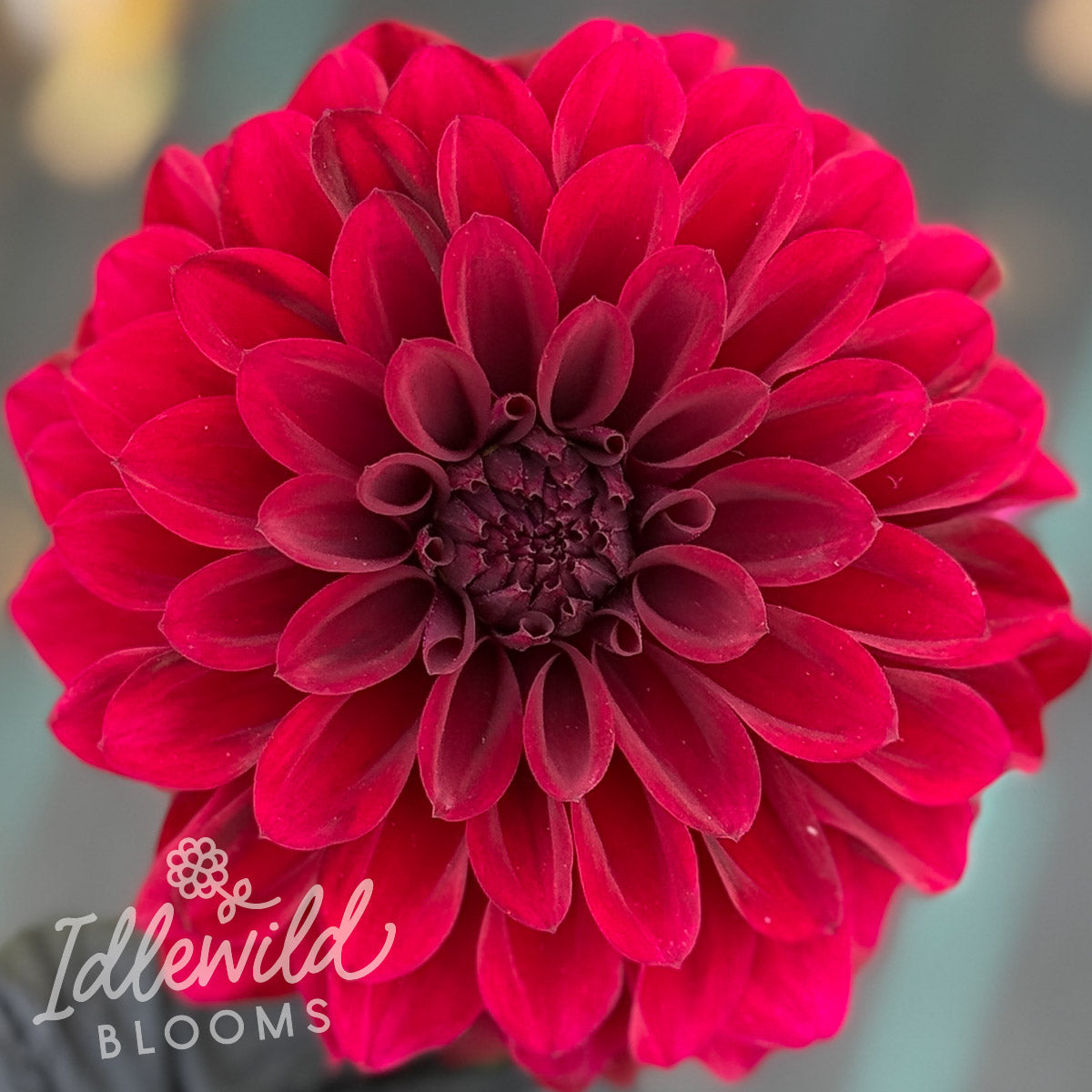 Shadow Cat dahlia tuber, Shadow Cat dahlia flower, Shadow Cat dahlia bulb