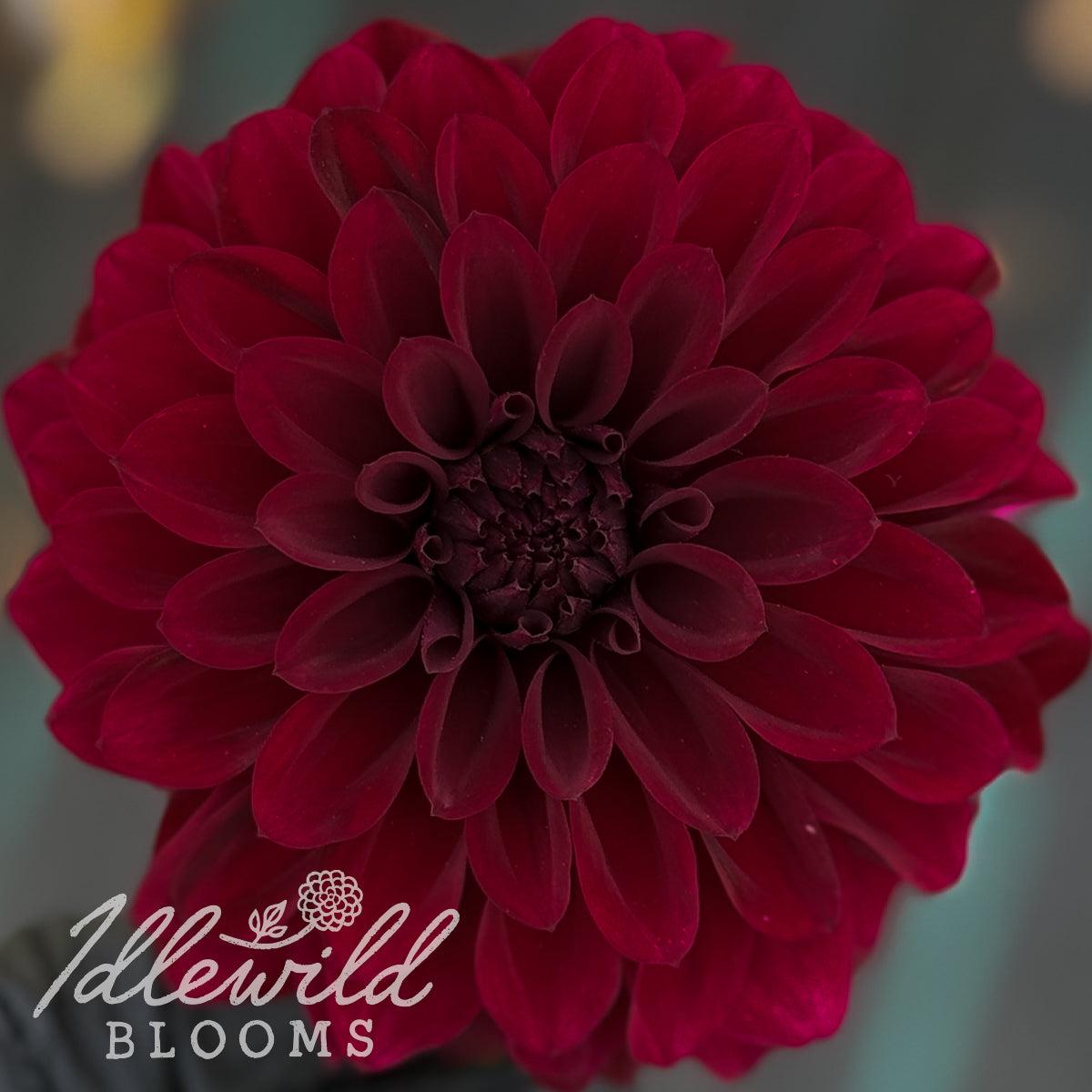 Shadow Cat dahlia tuber, Shadow Cat dahlia flower, Shadow Cat dahlia bulb
