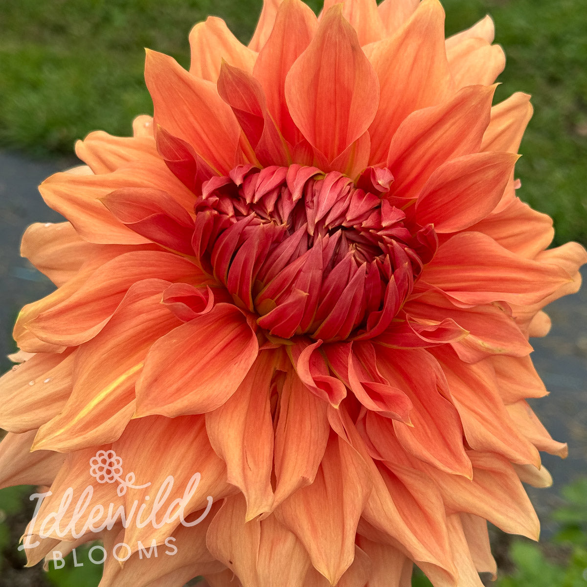 Sierra Glow dahlia tuber, Sierra Glow dahlia flower, Sierra Glow dahlia bulb