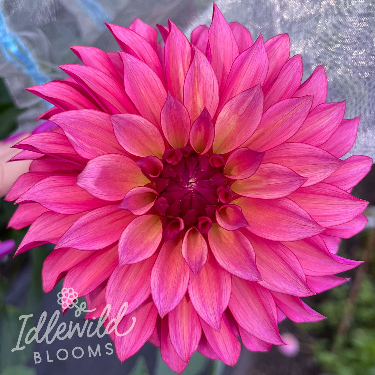 Stillwater Becky dahlia flowers, Stillwater Becky dahlia tubers, Stillwater Becky dahlia bulbs