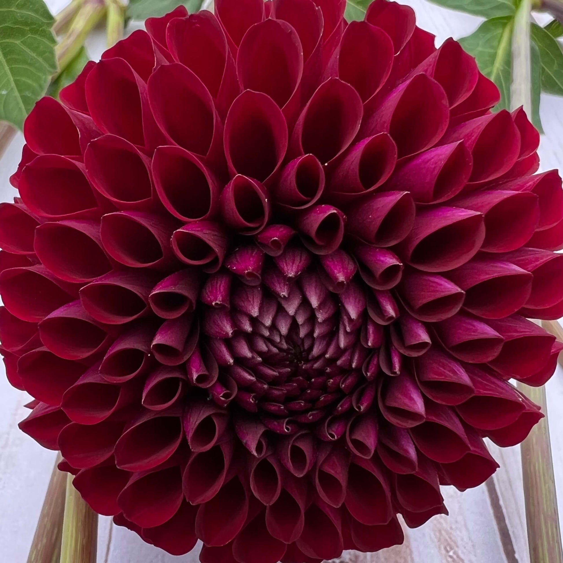 skipley snoho bill dahlia tuber, skipley snoho bill dahlia bulb, skipley snoho bill dahlia flower