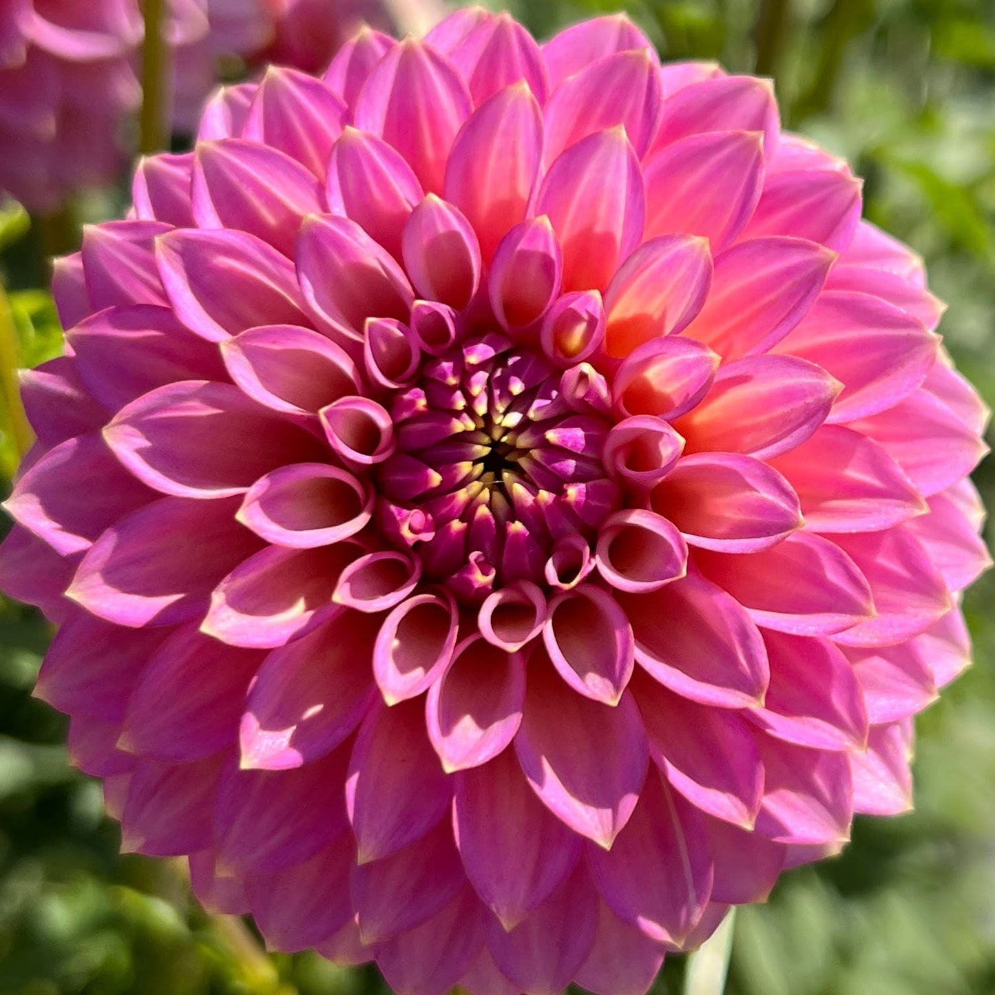 skipley spot of gold dahlia tuber bulb flower