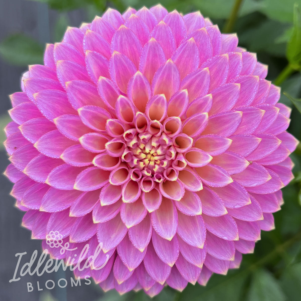 Skipley Spot of Gold dahlia tuber, where to buy Skipley Spot of Gold dahlia tubers, Skipley Spot of Gold dahlia flower