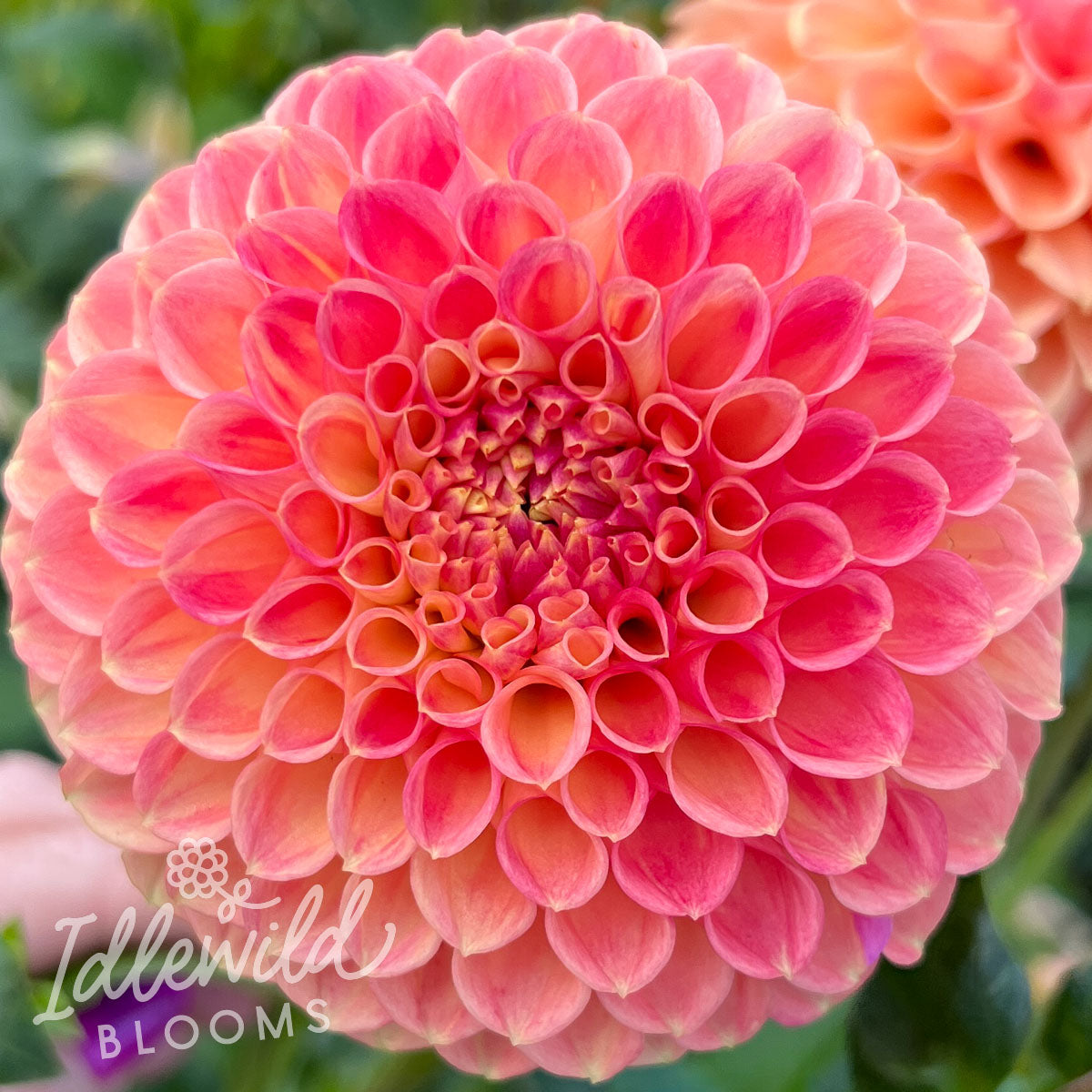 Snoho Doris dahlia tuber, Snoho Doris dahlia bulb, Snoho Doris dahlia flower