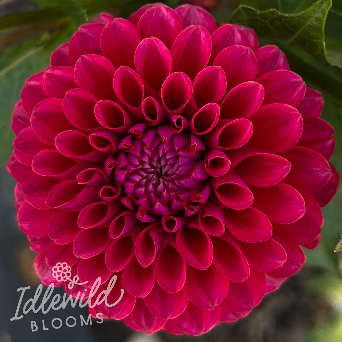 Spellbreaker dahlia tuber, Spellbreaker dahlia bulb, Spellbreaker dahlia flower