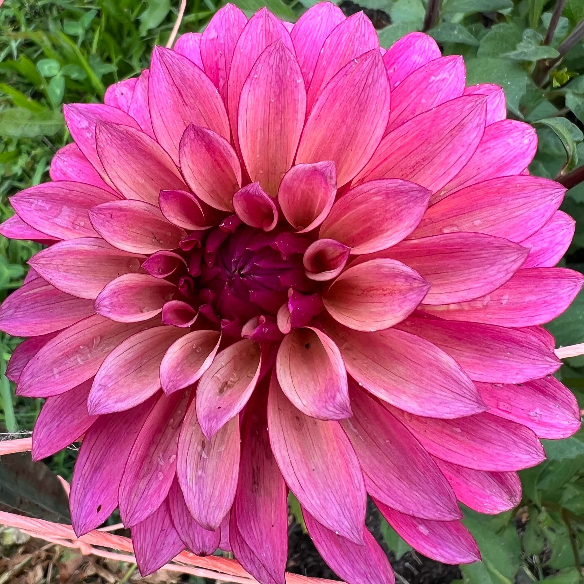 stillwater becky dahlia tuber, stillwater becky dahlia flower, stillwater becky dahlia bulb
