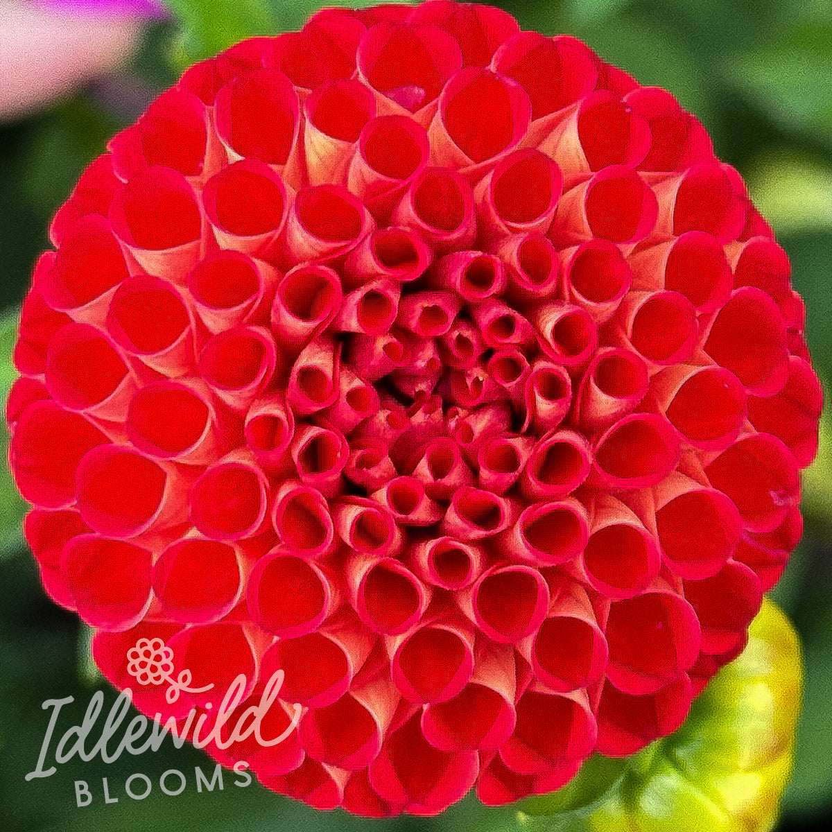 Stoneleigh Joyce dahlia tuber, Stoneleigh Joyce dahlia flower, Stoneleigh Joyce dahlia bulb