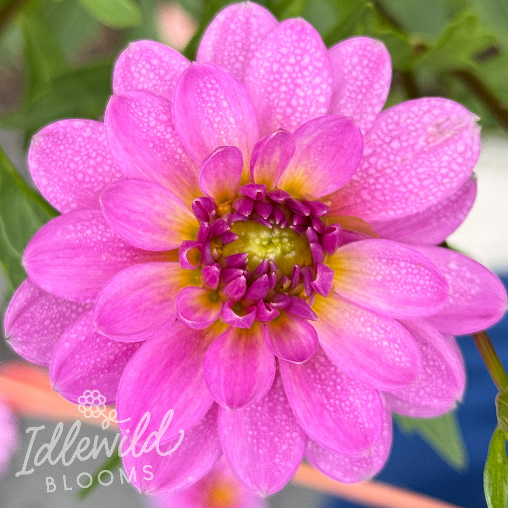 Suitzus Julie dahlia tuber, Suitzus Julie dahlia flower, Suitzus Julie dahlia bulb