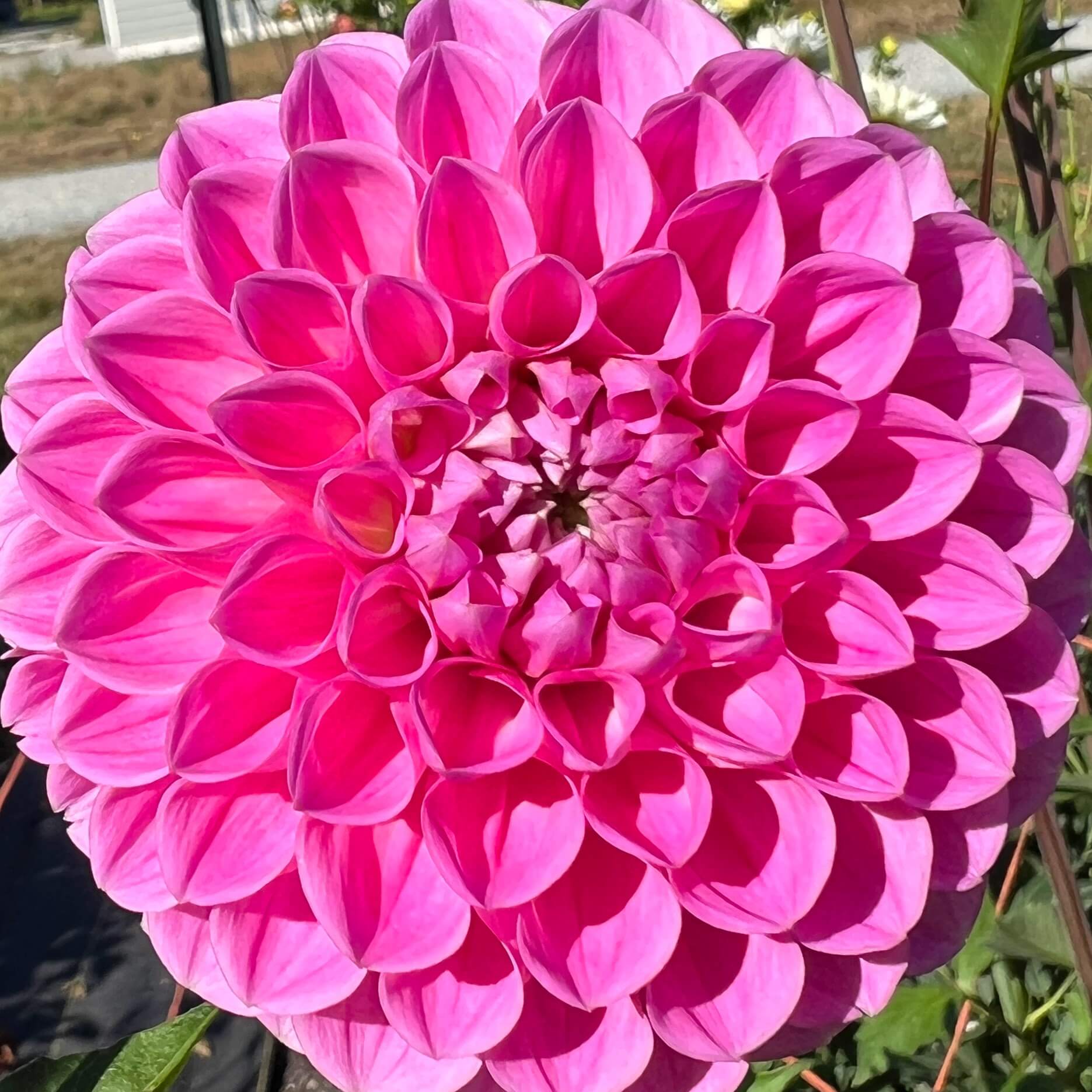 Sweet Fabienne dahlia tuber, Sweet Fabienne dahlia flower, Sweet Fabienne dahlia bulb