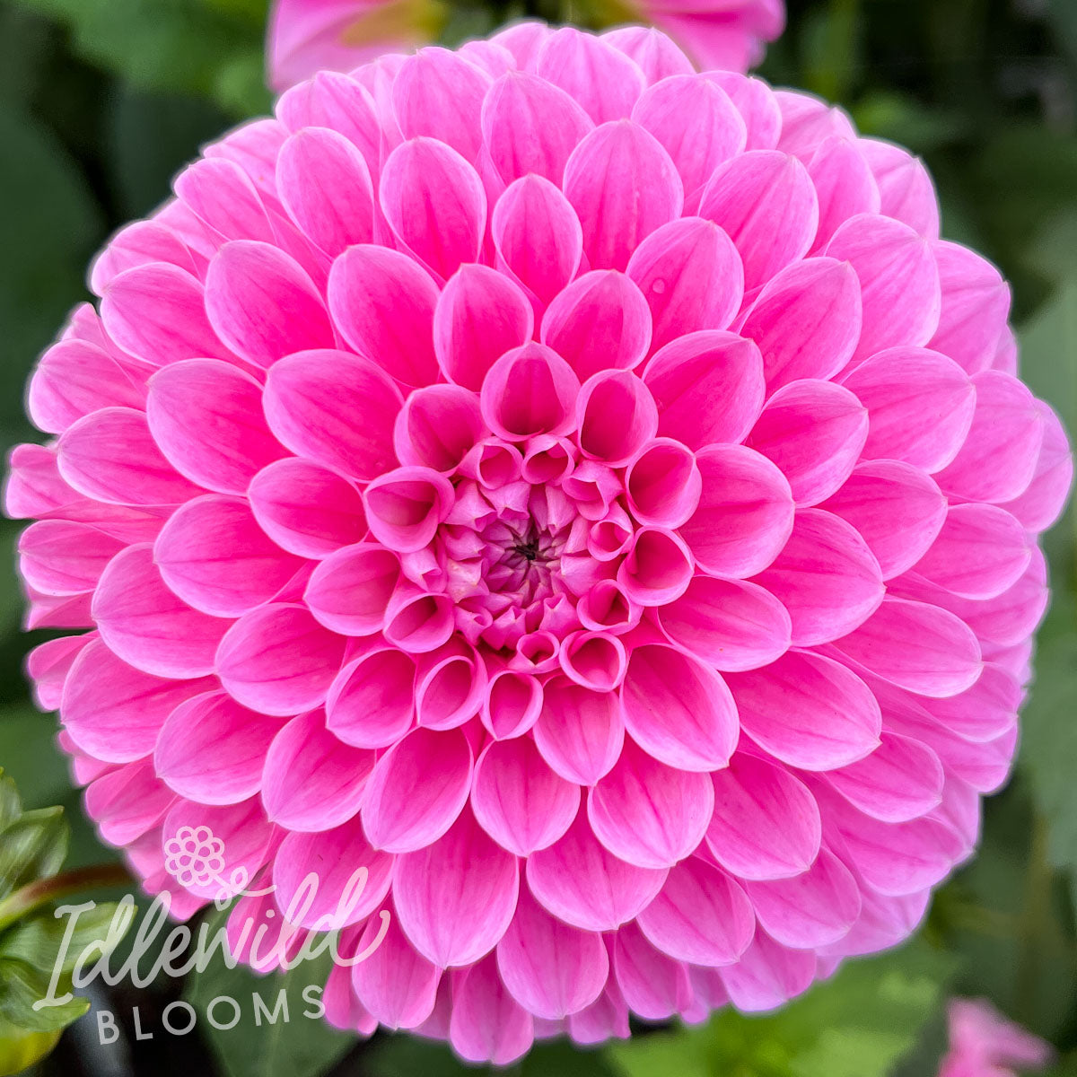 Sweet Fabienne dahlia tubers, Sweet Fabienne dahlia flowers, Sweet Fabienne dahlia bulbs