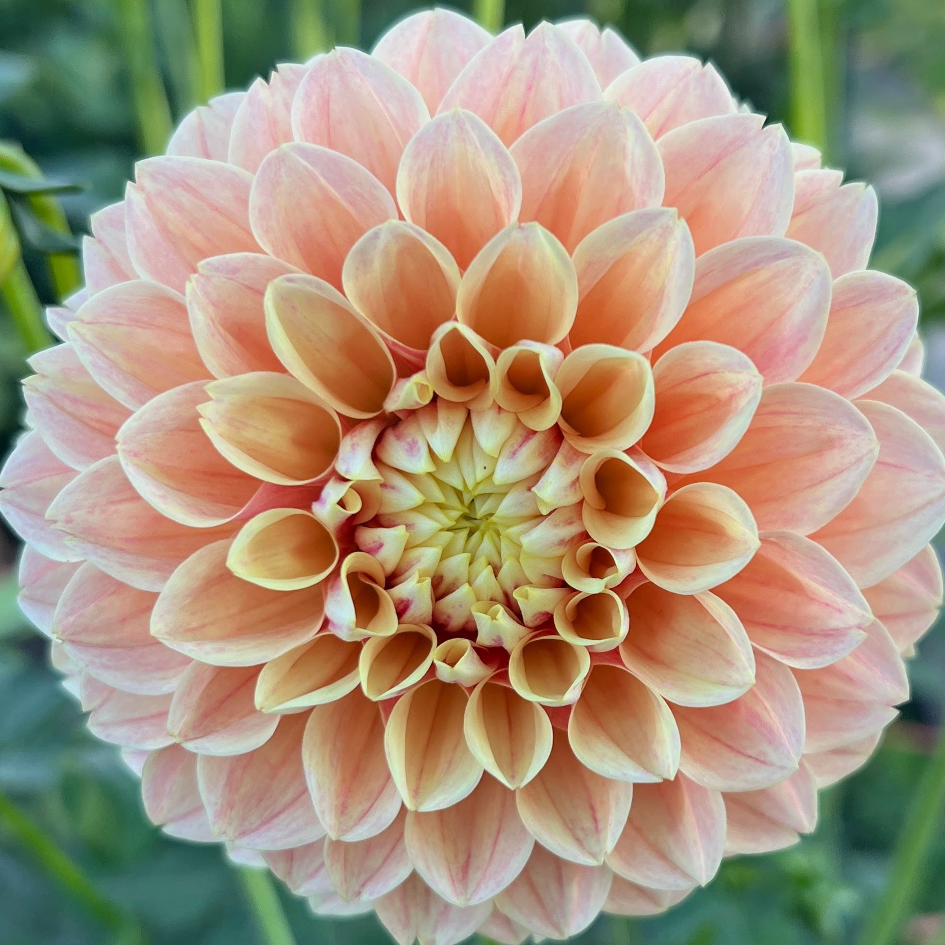 Sweet Suzanne dahlia bulb, Sweet Suzanne dahlia tuber, Sweet Suzanne dahlia flower