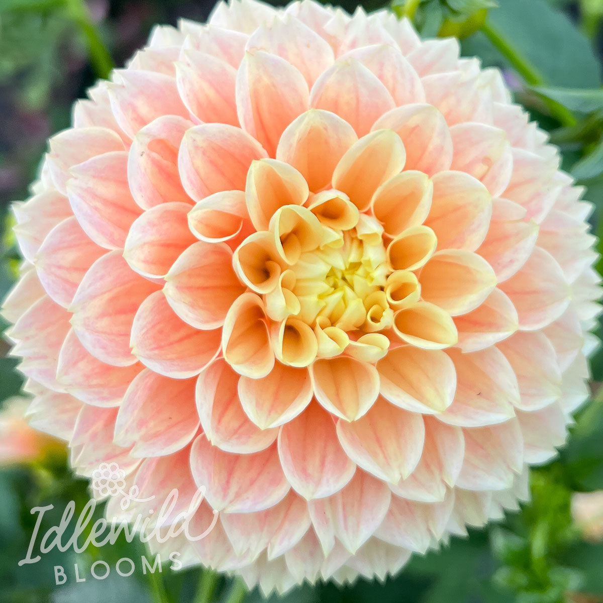 Sweet Suzanne dahlia tuber, where to buy Sweet Suzanne dahlia tuber, Sweet Suzanne dahlia flower