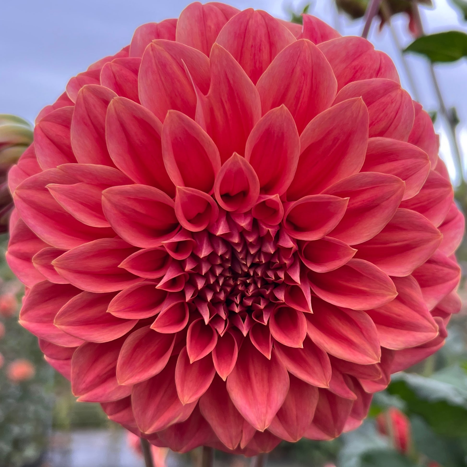 Sylvia Craig Hunter dahlia tuber, Sylvia Craig Hunter dahlia flower, Sylvia Craig Hunter dahlia bulb