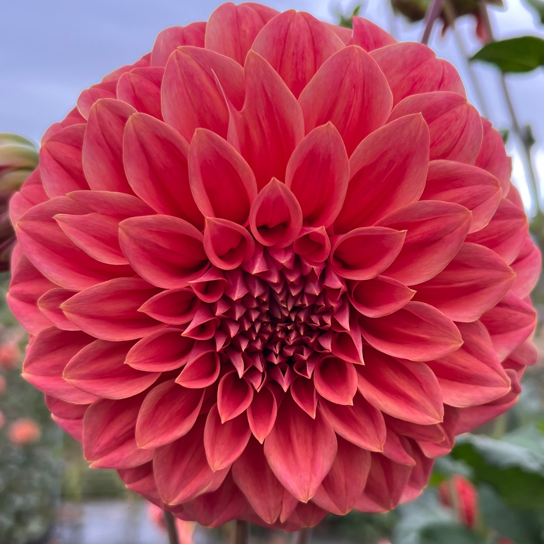 Sylvia Craig Hunter dahlia tuber, Sylvia Craig Hunter dahlia flower, Sylvia Craig Hunter dahlia bulb