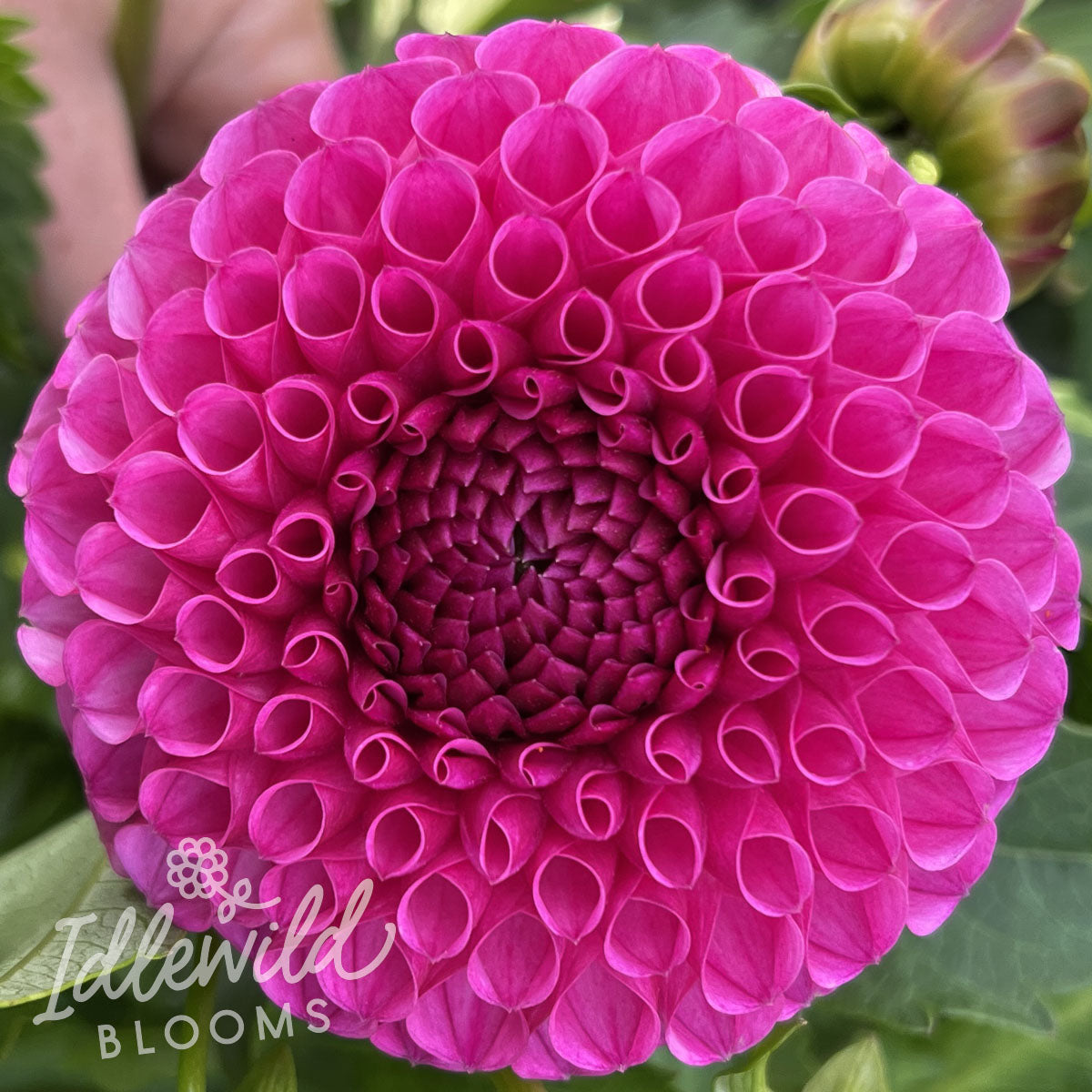 Tahoma April dahlia flowers, Tahoma April dahlia bulbs, Tahoma April dahlia tubers
