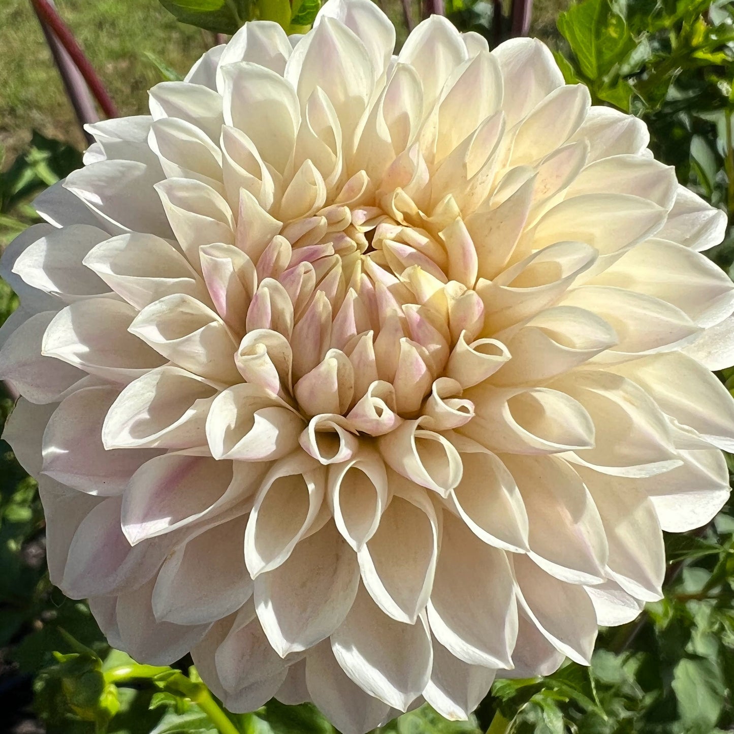 tahoma kelli dahlia tuber bulb flower