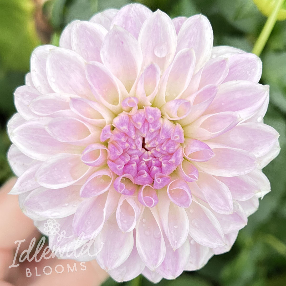 Tahoma Kelli dahlia tuber, Tahoma Kelli dahlia flower, Tahoma Kelli dahlia bulb