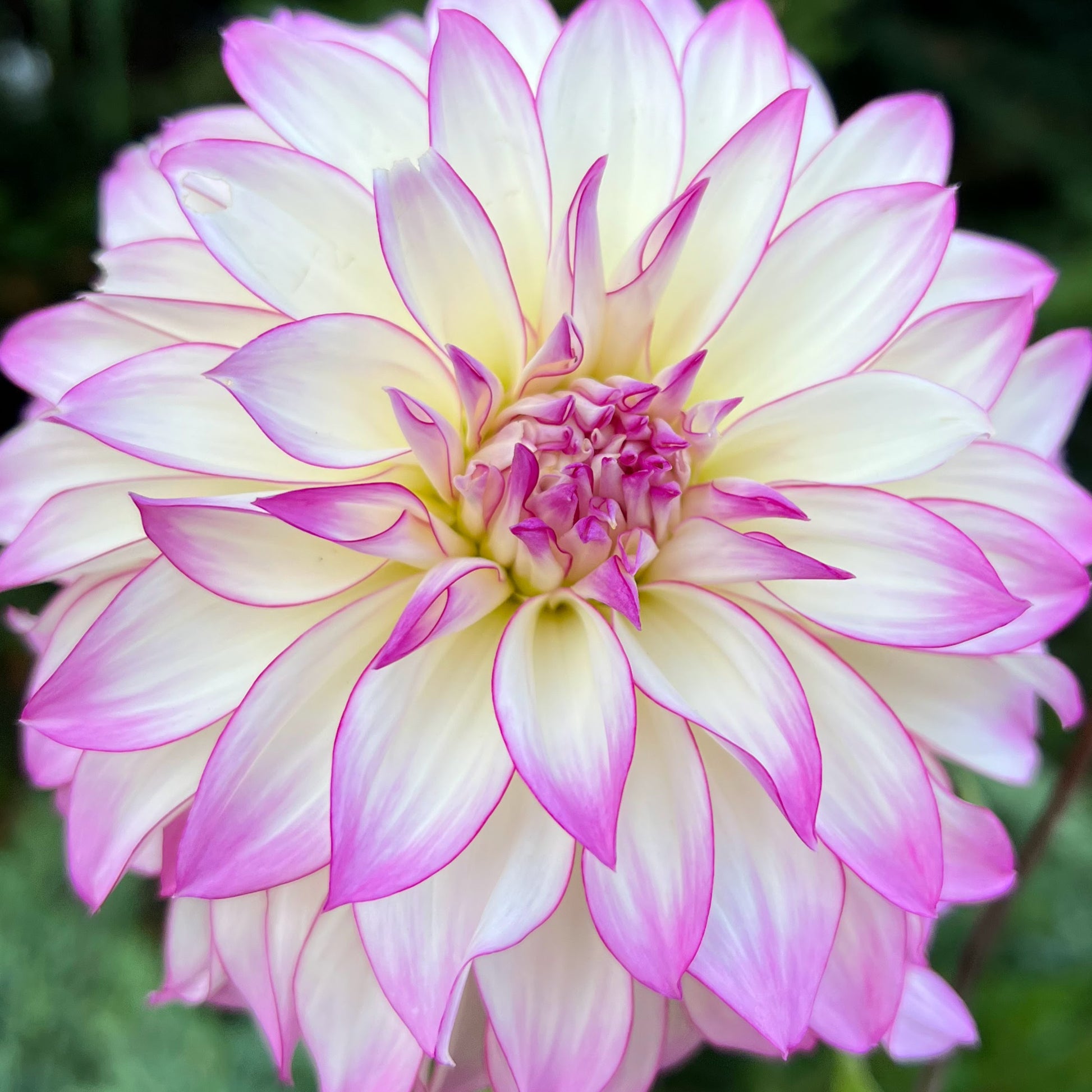 tahoma lizzie dahlia tuber bulb flower