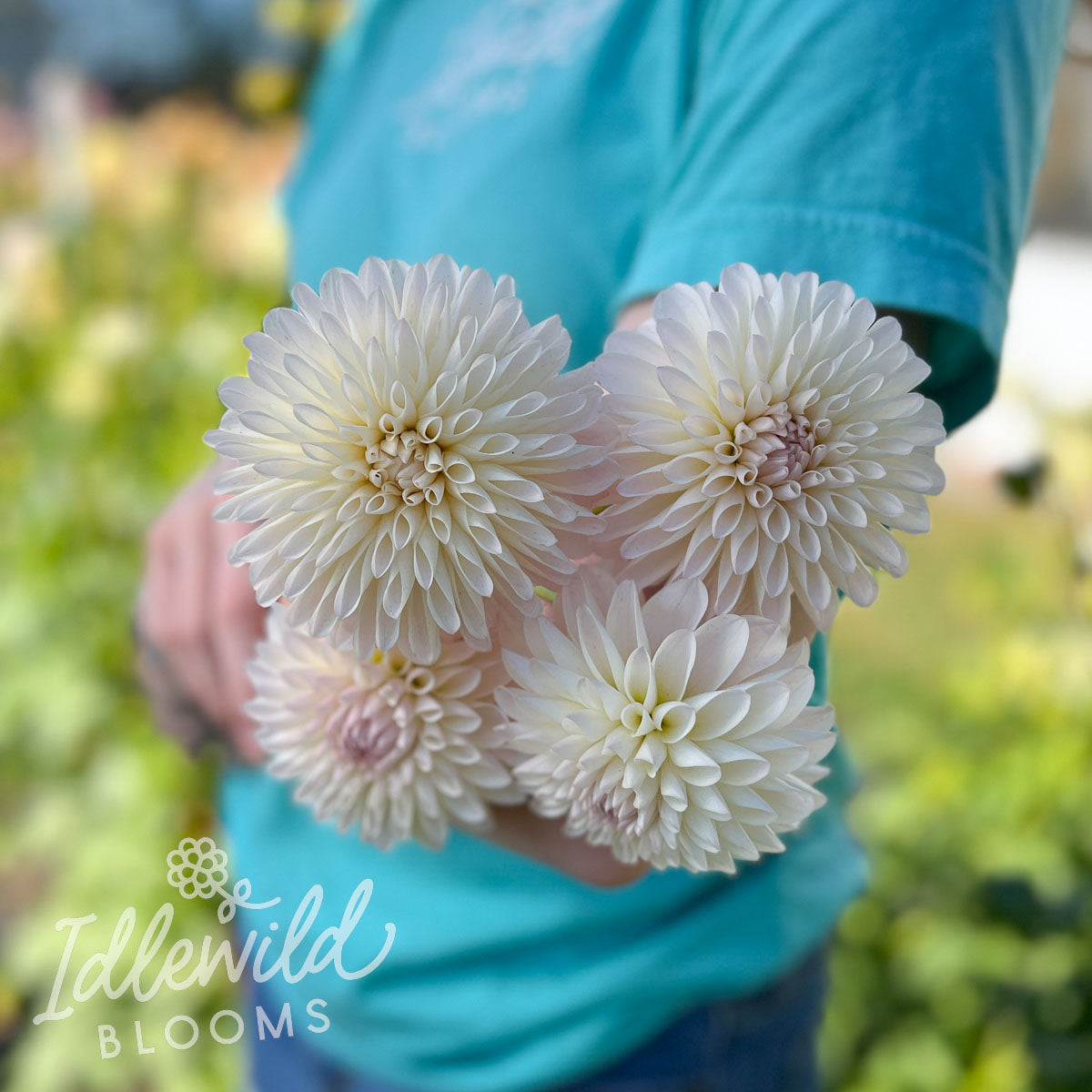 Tahoma Stellar Feller