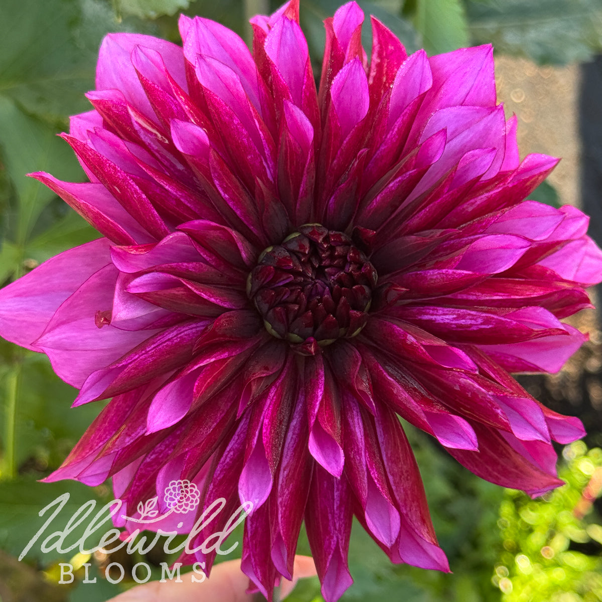Tanita dahlia tuber, Tanita dahlia bulb, Tanita dahlia flower