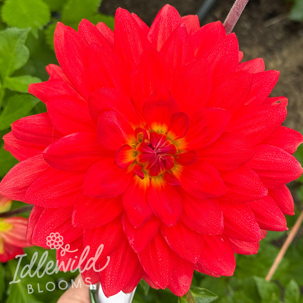 Taratahi Ruby dahlia tuber, Taratahi Ruby dahlia flower, Taratahi Ruby dahlia bulb