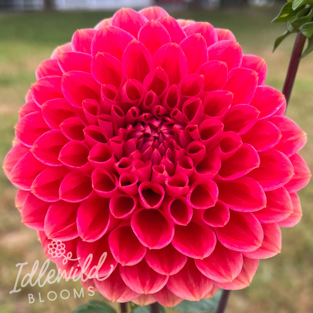 tempest dahlia tuber, Tempest dahlia bulb, Tempest dahlia flower