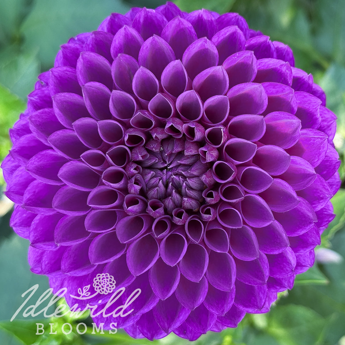 Twilight Boy dahlia tuber, Twilight Boy dahlia flower, Twilight Boy dahlia bulb