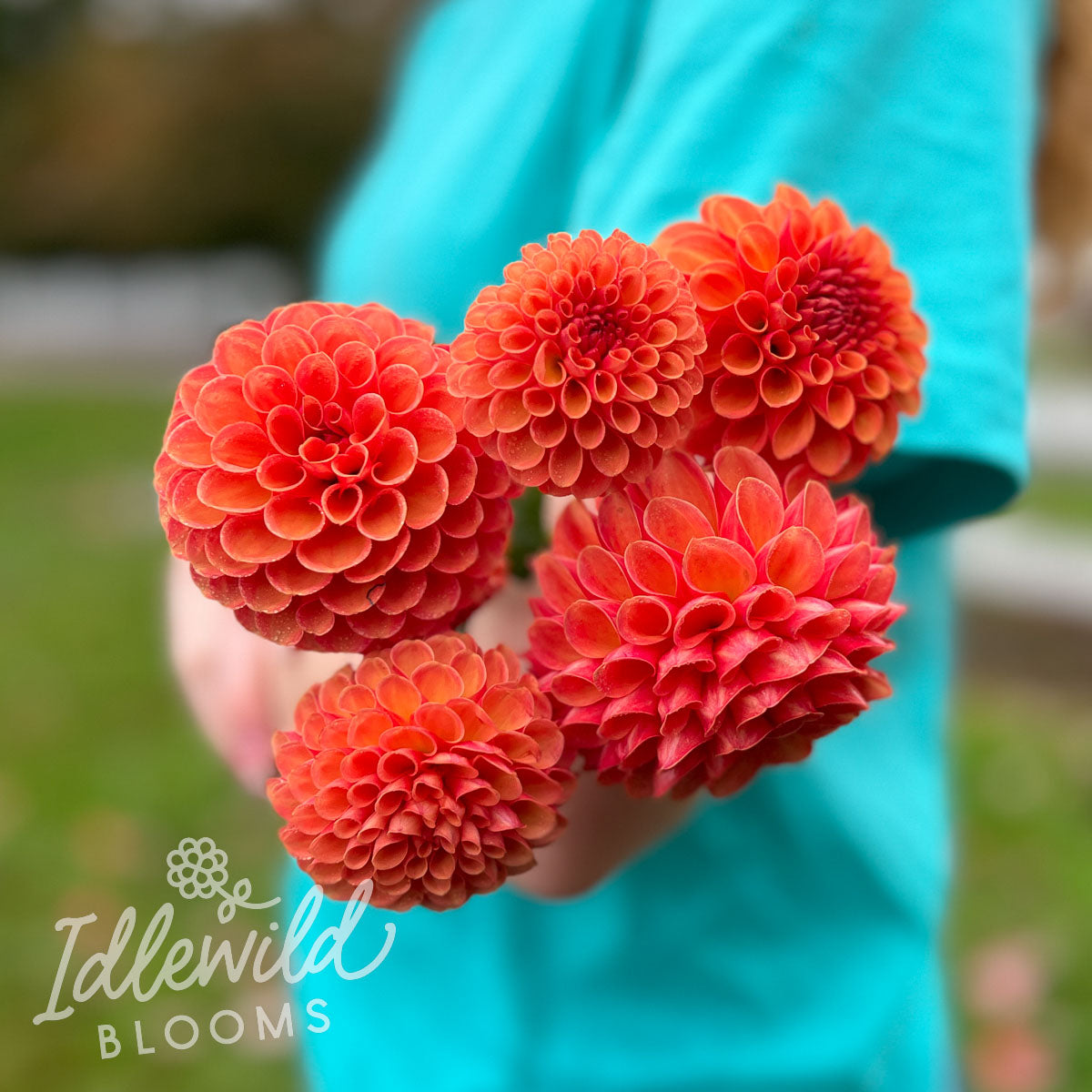 Valley Rust Bucket dahlia bouquet, Valley Rust Bucket dahlia tubers, Valley Rust Bucket dahlia flowers