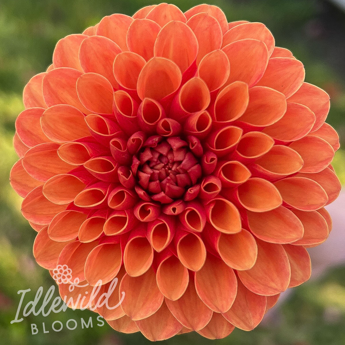 Valley Rust Bucket dahlia tuber, Valley Rust Bucket dahlia bulb, Valley Rust Bucket dahlia flower