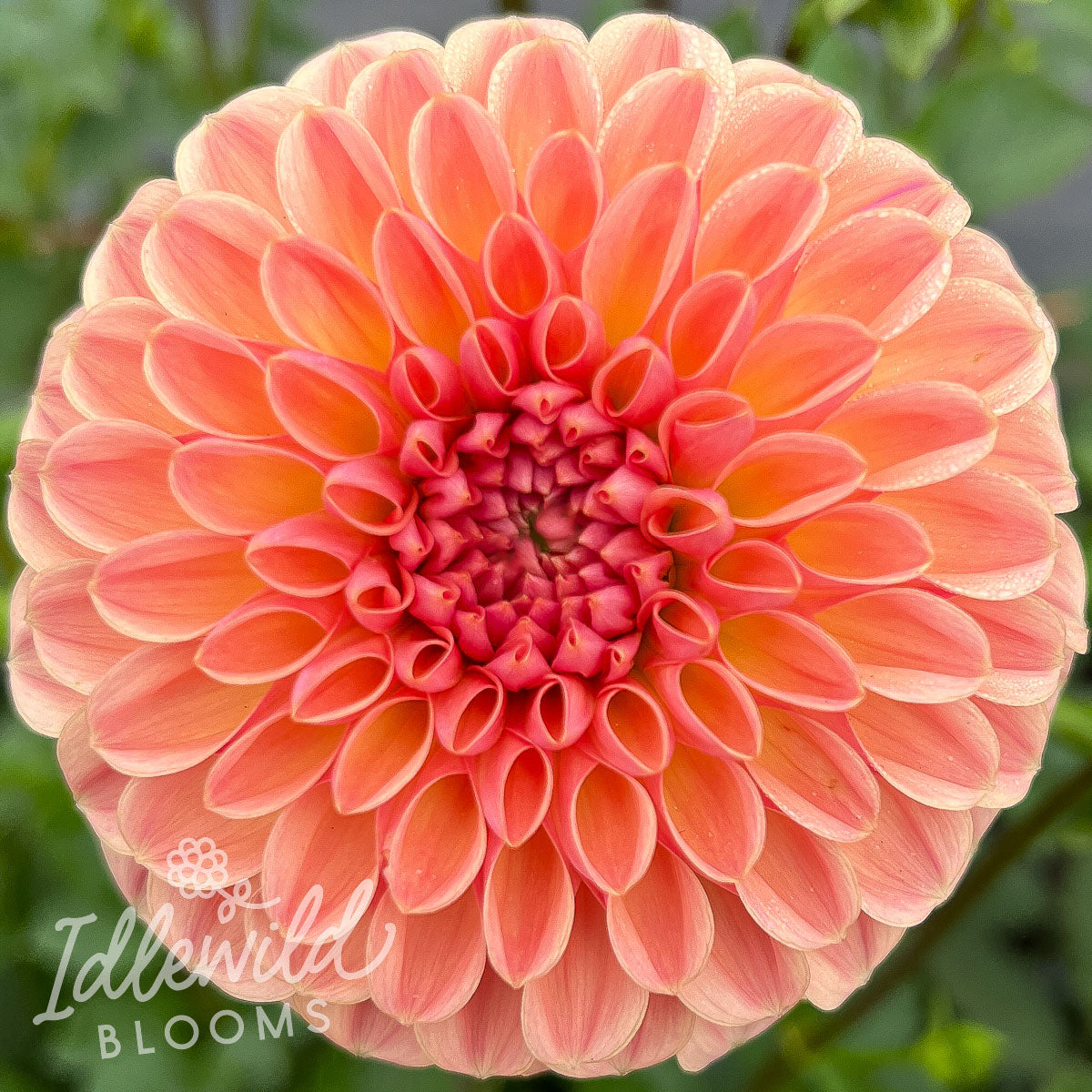 Valley Tawny dahlia tuber, Valley Tawny dahlia bulb, Valley Tawny dahlia flower