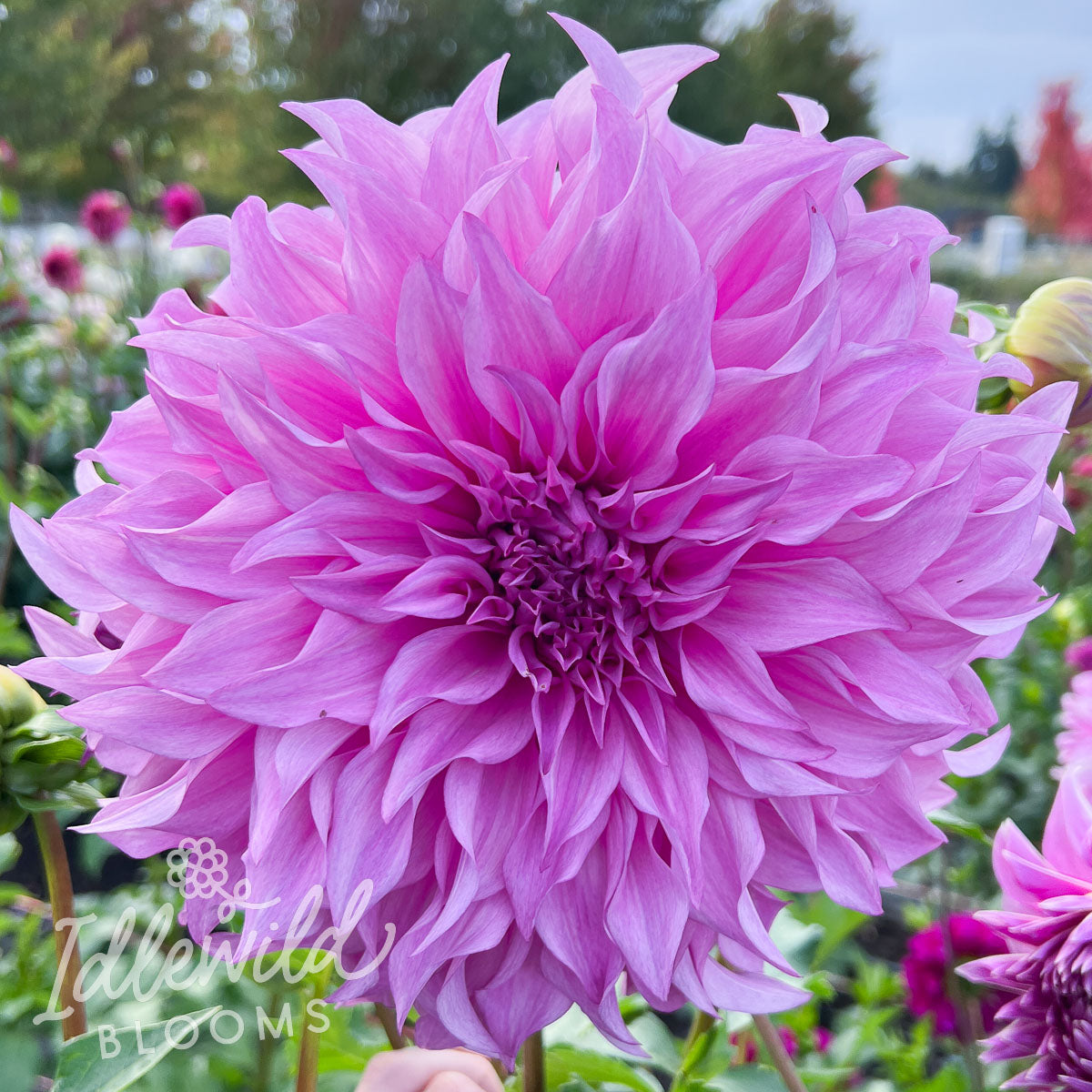 Vassio Meggos dahlia tuber, Vassio Meggos dahlia bulb, Vassio Meggos dahlia flower