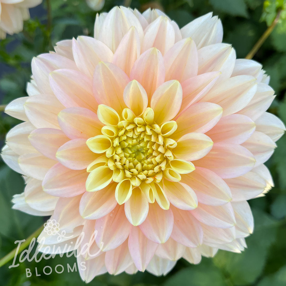 Verkist Tranquility dahlia bulb,Verkist Tranquility dahlia tuber, Verkist Tranquility dahlia flower