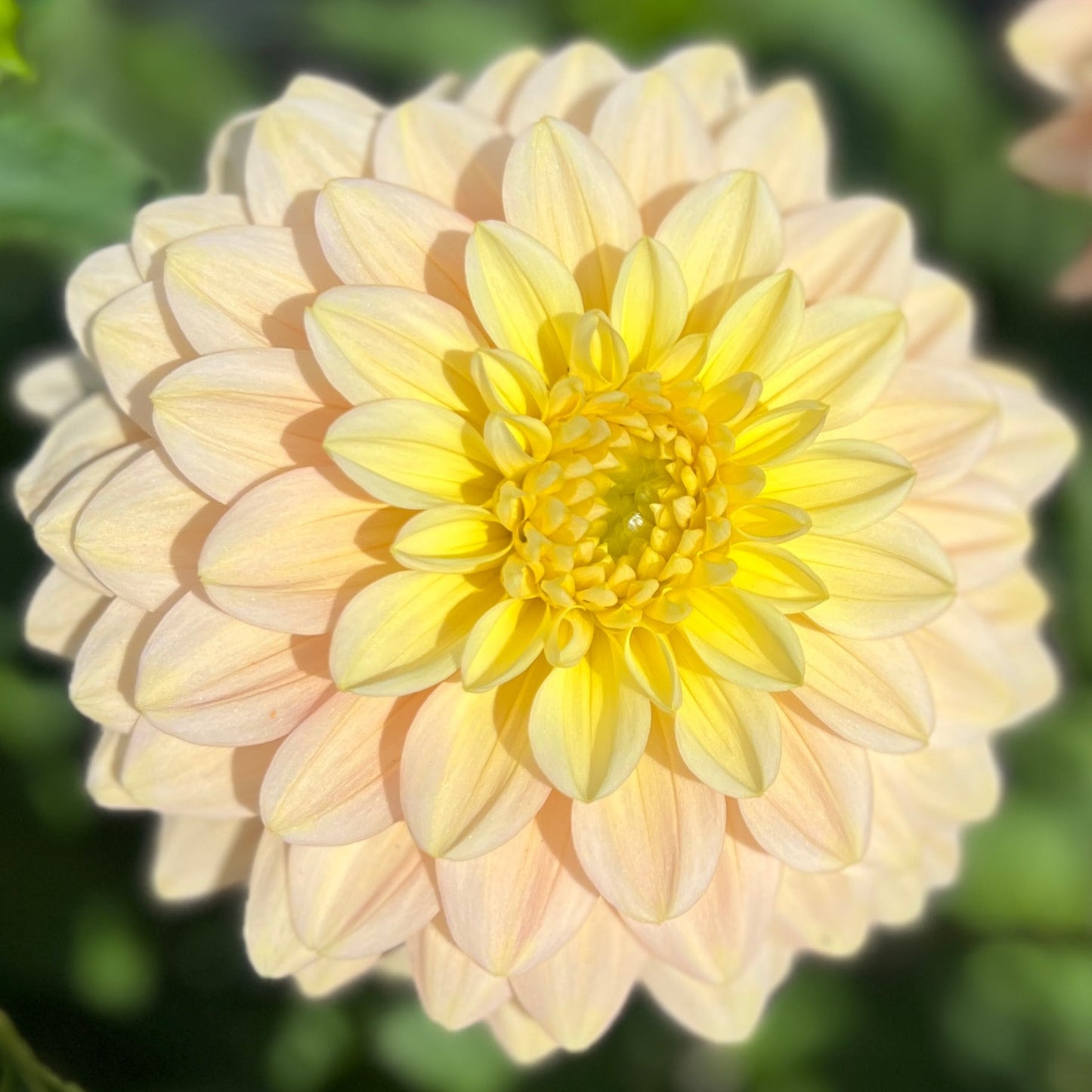 Verkist Tranquility dahlia tuber, Verkist Tranquility dahlia bulb, Verkist Tranquility dahlia flower