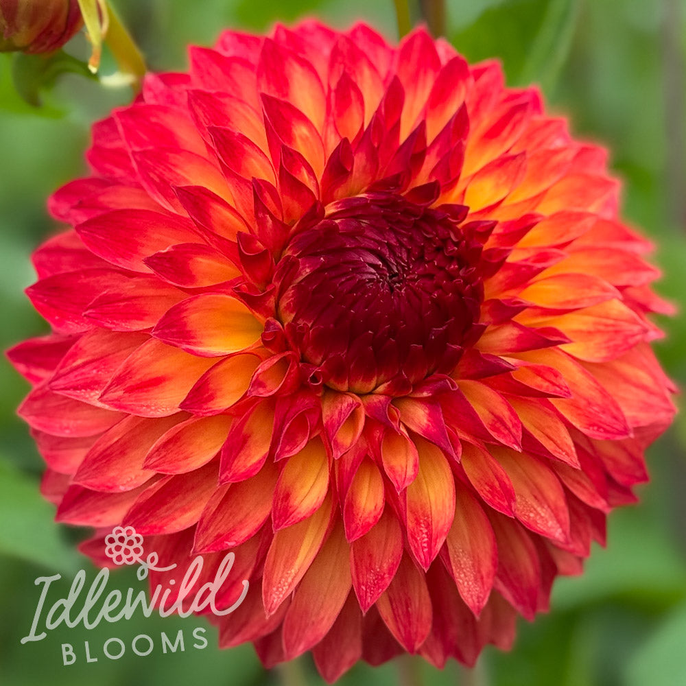 Verrone's Sandra J dahlia tuber, Verrone's Sandra J dahlia flower, Verrone's Sandra J dahlia bulb