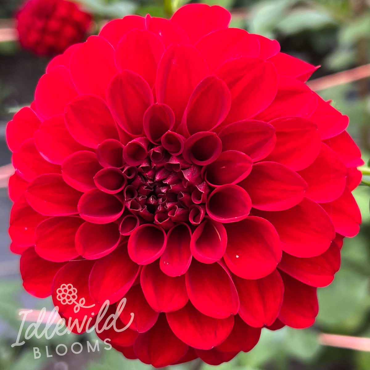 Verrone's Will dahlia tuber, Verrone's Will dahlia bulb, Verrone's Will dahlia flower