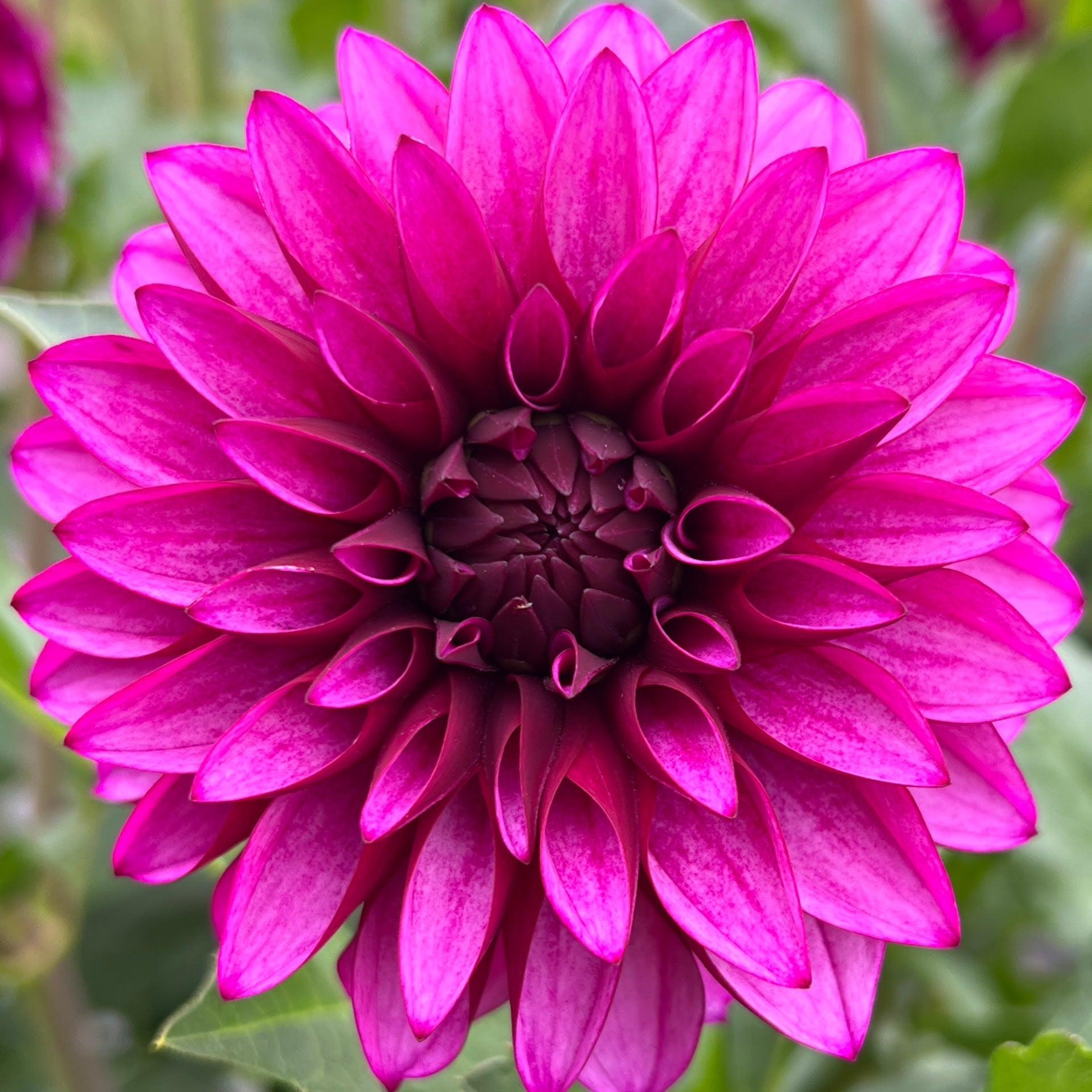 versa dahlia tuber, versa dahlia bulb, versa dahlia flower