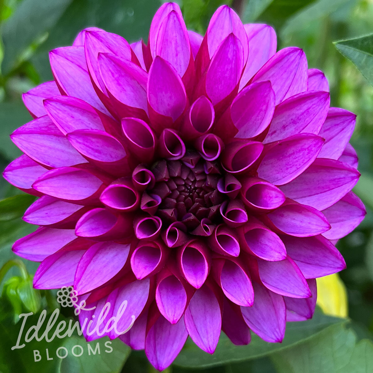 Versa dahlia bulb, Versa dahlia flower, Versa dahlia tuber