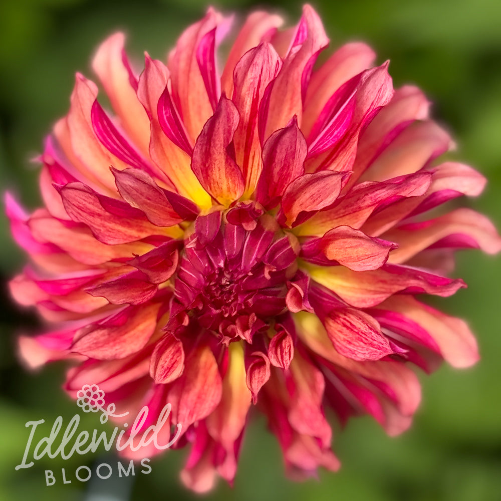 Vista Minnie dahlia tuber, Vista Minnie dahlia flower, Vista Minnie dahlia bulb