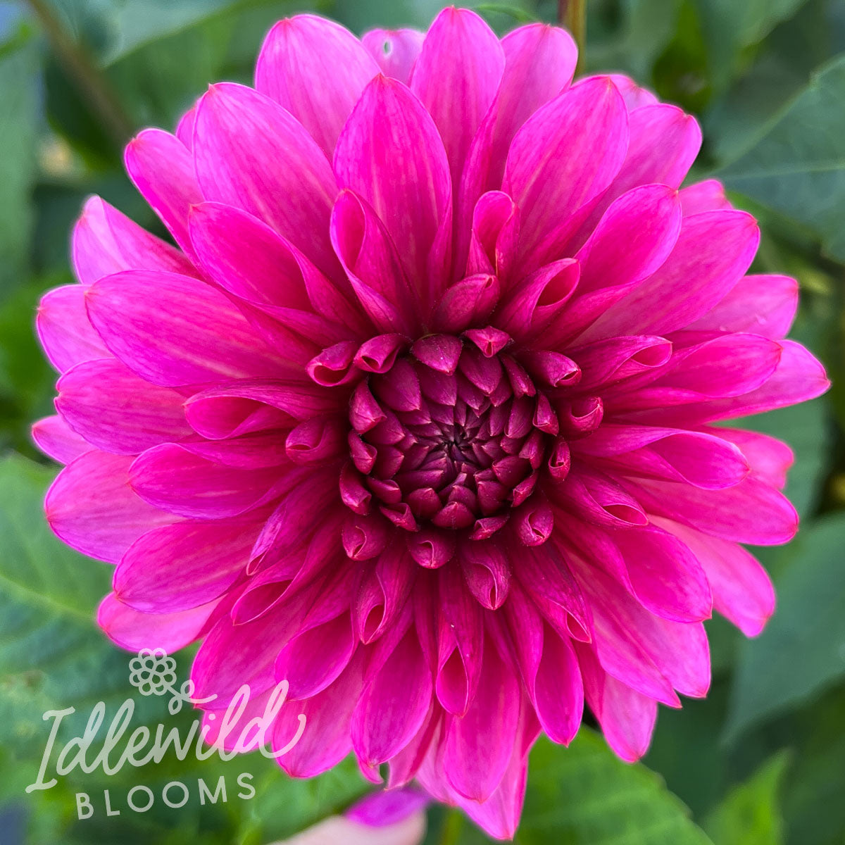 Vista Pinky dahlia tuber, Vista Pinky dahlia bulb, Vista Pinky dahlia flower