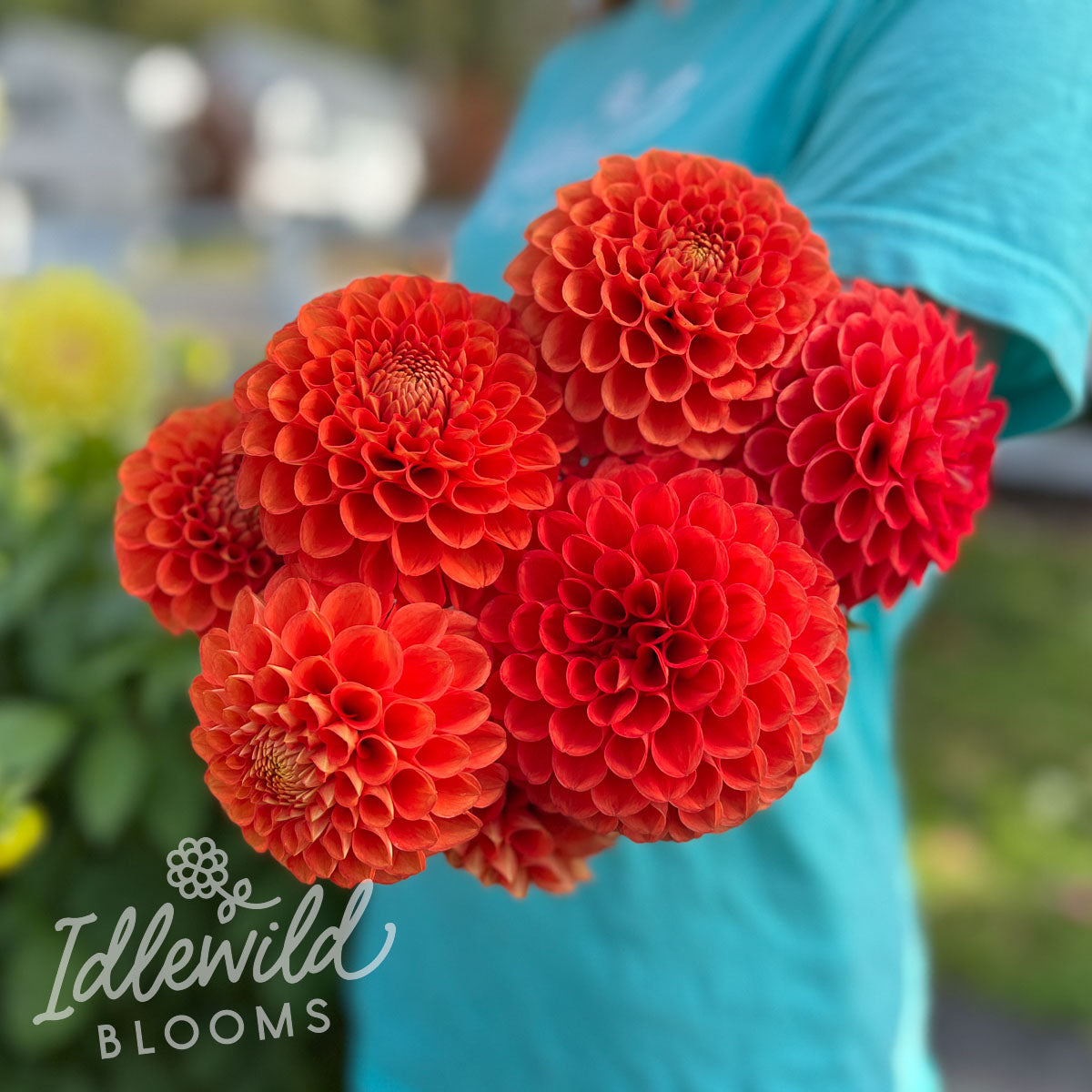 Wilder Dahlia Tuber | Wilder Flower Bulb & Information