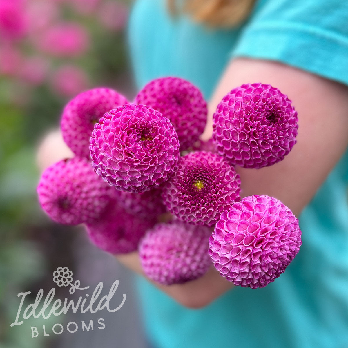 Willo Violet dahlia bouquet, Willo Violet dahlia tubers, Willo Violet dahlia bunch
