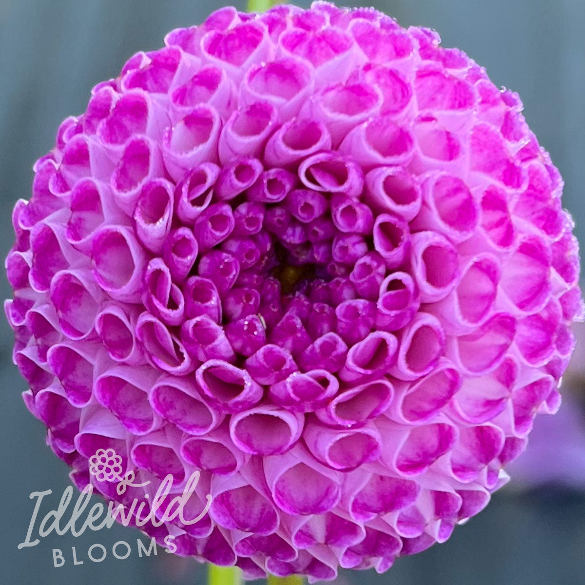 willo violet dahlia tuber, Willo Violet dahlia bulb, Willo Violet dahlia flower