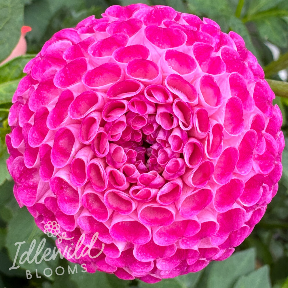 Will's Ringwood Rosie dahlia tuber, Will's Ringwood Rosie dahlia flower, Will's Ringwood Rosie dahlia bulb