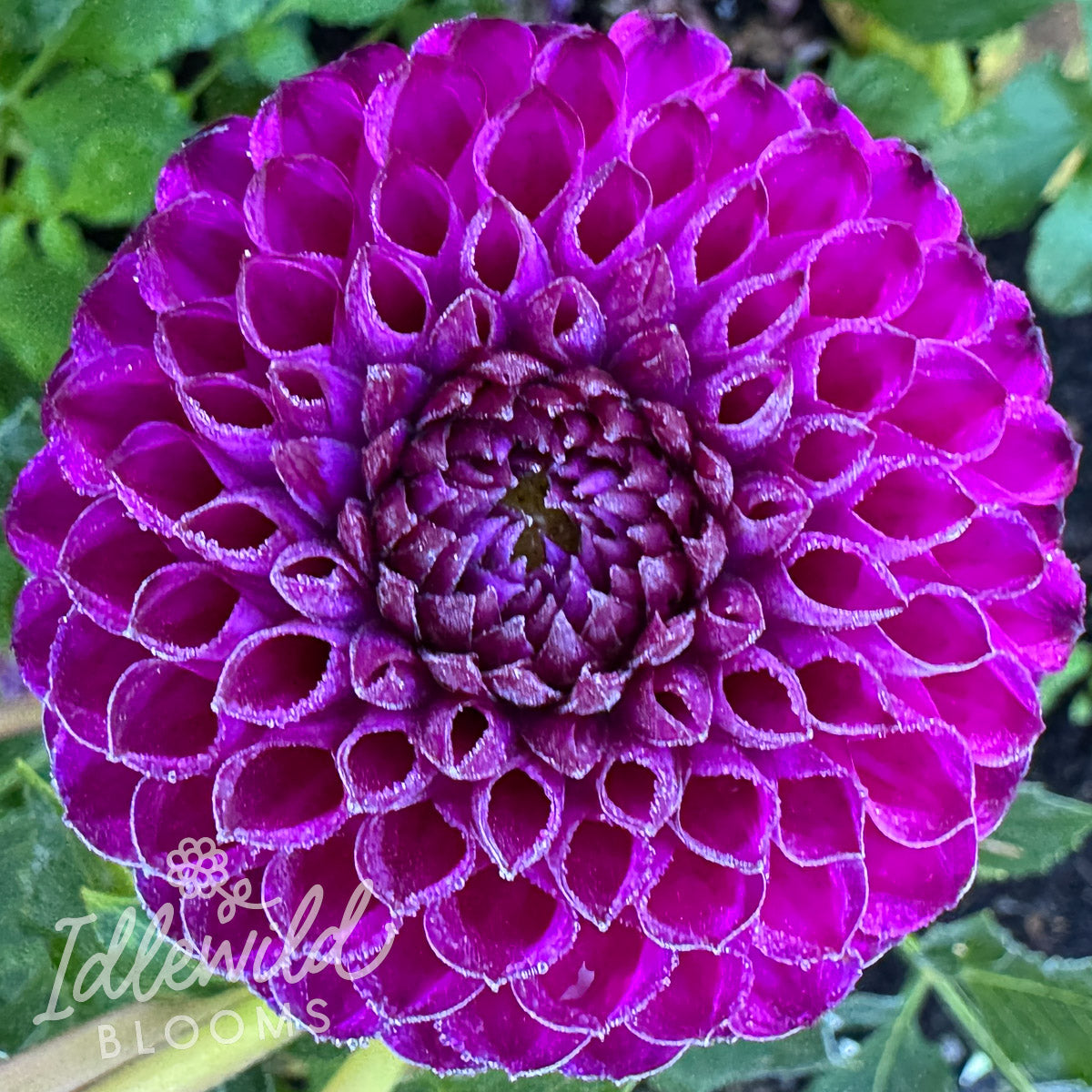Windhaven Concord Dahlia Tuber | Windhaven Concord Flower Bulb